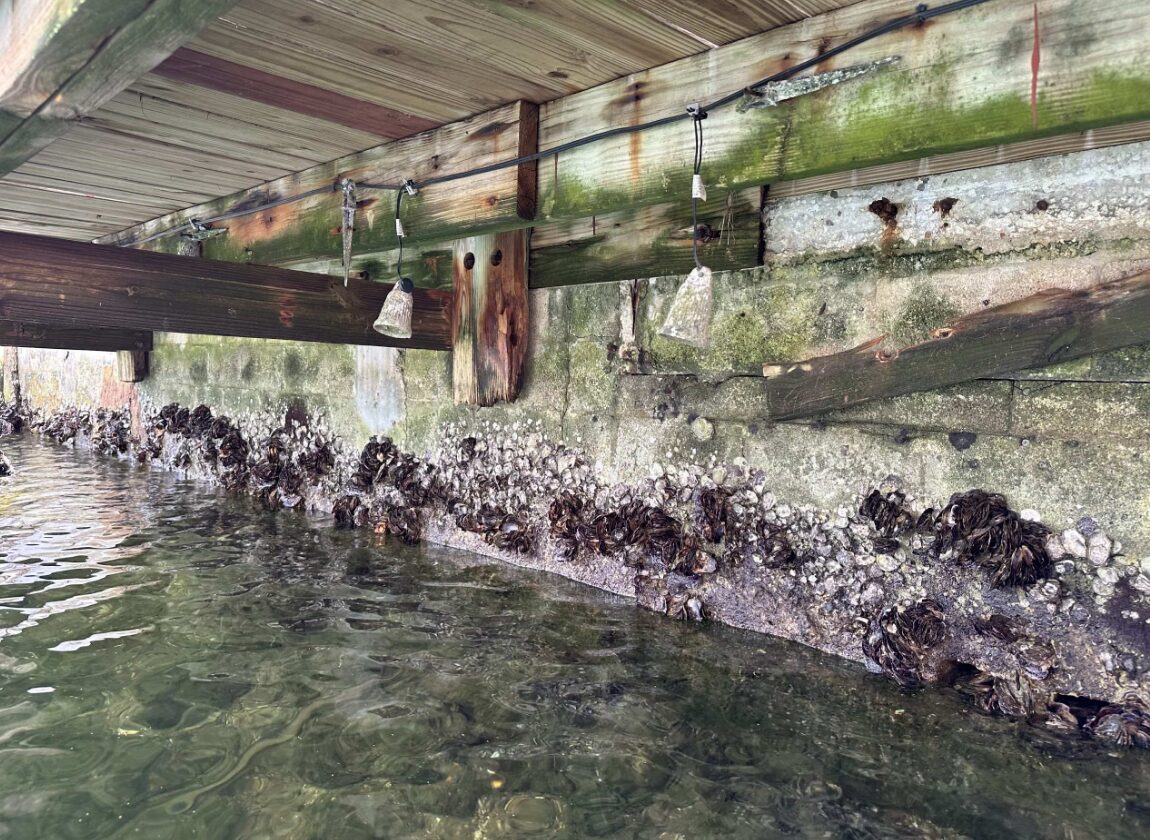 South Florida canal-front seawall and dock structure during a licensed engineer seawall inspection