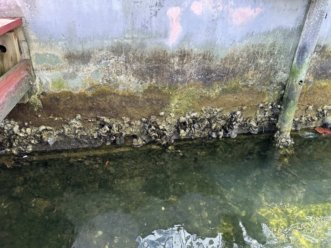Saltwater corrosion and structural deterioration on a concrete seawall panel during a licensed engineer inspection in South Florida