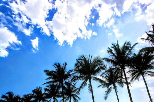 palm trees and blue skies with white clouds in north miami beach florida